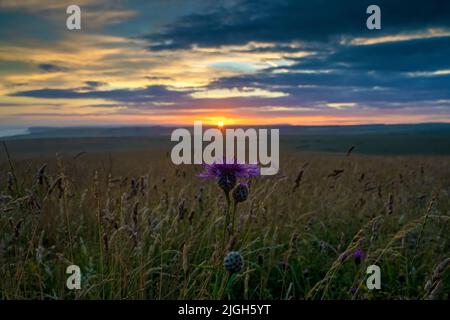 Greater Knapweed-Centaurea scabiosa wächst im South Downs National Park bei Sonnenuntergang. Beach Head, Eastbourne, East Sussex, Großbritannien, Stockfoto