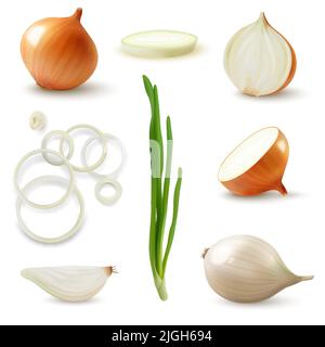 Realistische frische gelbe Zwiebel Set mit ganzen ungeschälten geschälten geschnittenem Gemüse Ringe sprießen isoliert Vektor-Illustration Stock Vektor