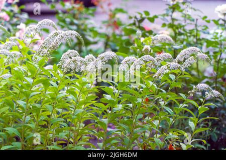 Weiße Schwanenhalsblüten blühen im Garten. Lysimachia clethroides. Selektiver Fokus Stockfoto