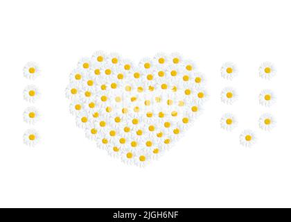 Floral I Heart You Komposition aus Kamillenblumen auf weißem Hintergrund angeordnet. Stockfoto