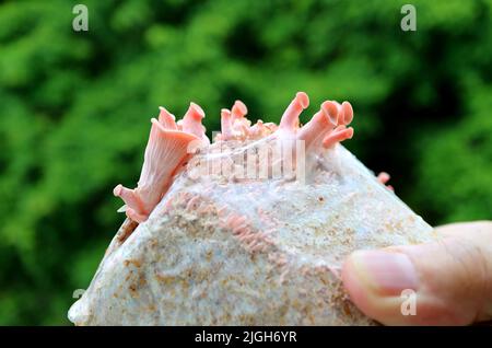 Hand hält einen Laich Säcke mit Baby Pink Oyster Pilzen, die im ersten Flush wachsen Stockfoto