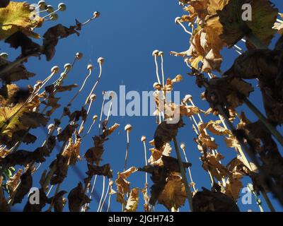 Weite Ansicht der selbstgesät orientalischen Mohnköpfe und -Stiele (papaver orientale) in einem wilden Garten, der bis zu einem tiefblauen Himmel reicht. Stockfoto