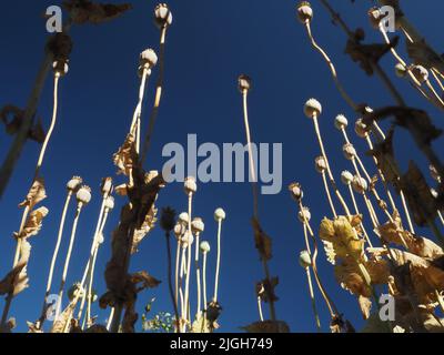 Weite Ansicht der selbstgesät orientalischen Mohnköpfe und -Stiele (papaver orientale) in einem wilden Garten, der bis zu einem tiefblauen Himmel reicht. Stockfoto