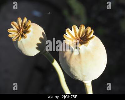 Selbstgesäter orientalischer Mohn (Papaver orientale) Samenköpfe und Stiele in einem umgewandelten Garten. Stockfoto