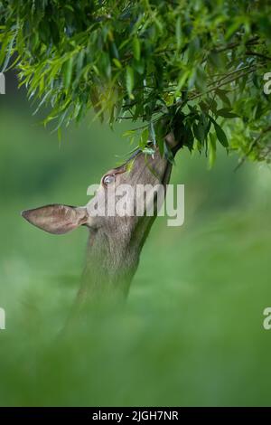 Rotwild Weibchen füttern vom Baum im Sommer in Nahaufnahme Stockfoto