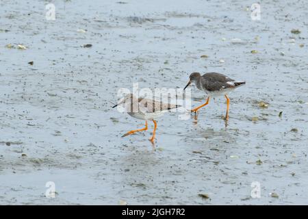 Rotschenkel am wattenmeer, Wangeooge, ostfriesische Insel Stockfoto