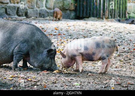 Das Taubbäuchige Ferkel und die Mutter säen, graben im Sand. Hausschwein für die Fleischproduktion. Nutztier, Säugetier. Tierfoto Stockfoto