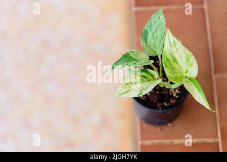 Nahaufnahme von Eipremnum Marble Queen Stockfoto