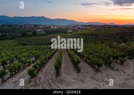 Weinberge und Stadt Elciego bei Sonnenaufgang, Rja Alavesa, Spanien Stockfoto