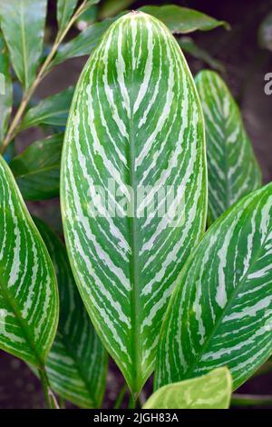 Blatt tropischer 'Aglaonema Commutatum Stripes'-Zimmerpflanze mit silbernem Streifenmuster