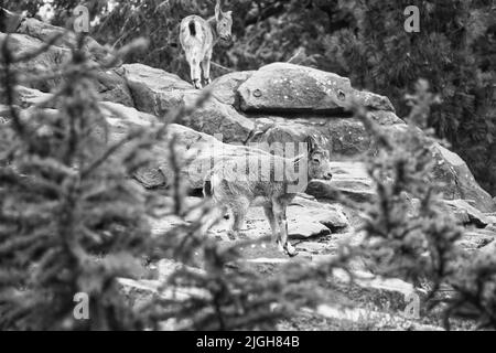 Steinbock Familie in schwarz und weiß auf Felsen in der Natur. Großes Horn bei Säugetieren. Huftiere klettern über die Berge. Tierfoto Stockfoto