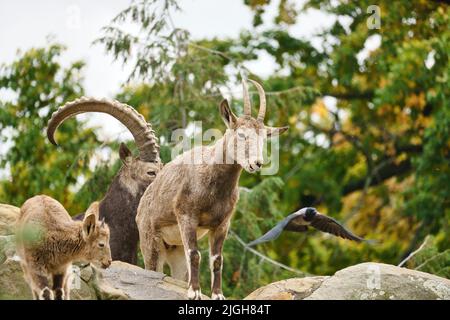 Steinbock Familie auf Felsen in der Natur. Großes Horn bei Säugetieren. Huftiere klettern über die Berge. Tierfoto Stockfoto