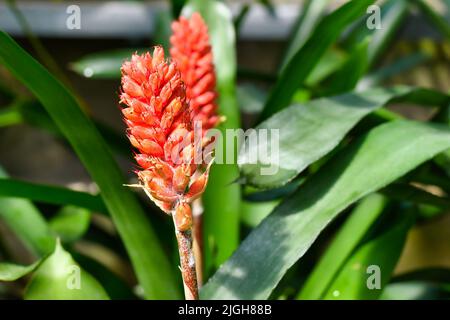 Leuchtend rote Blume der Pflanze 'Aechmea Cylindrata' Stockfoto