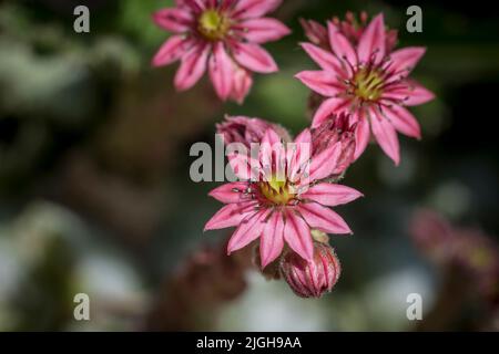Nahaufnahme von Flowering Sempervivum , allgemein bekannt als houseleek Stockfoto