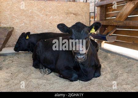 Der schwarze Stier ist in der Scheune. Das Konzept der Viehzucht. Der Stier auf dem Bauernhof. Stockfoto