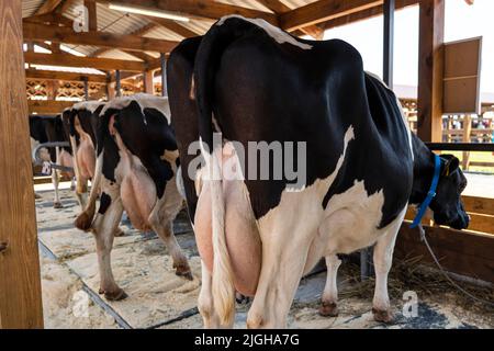 Viehfütterung mit Heu. Kühe auf dem Milchviehbetrieb. Kühe züchten auf modernen Milch- oder Milchviehbetrieben. Viehzucht. Rückansicht Milcheuter Stockfoto