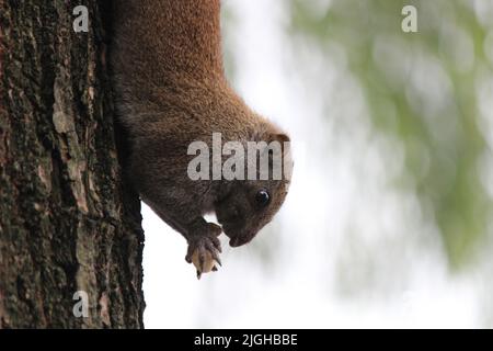 Nahaufnahme eines pallas-Eichhörnchens, das auf einem Baum im Wald auf unscharfem Hintergrund Nüsse frisst Stockfoto