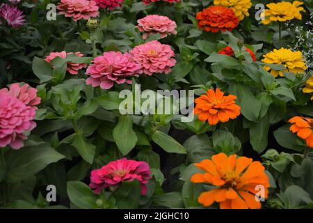 Blüht Zinnia elegans in verschiedenen Farben. Farbe Natur Hintergrund. Stockfoto