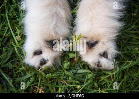 Nahaufnahme einer Pfote eines kleinen Samoyed weißen Welpen auf Gras Stockfoto
