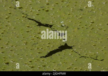 Grüne Wasseroberfläche in einem Teich, der mit Cyanobakterien bedeckt ist. Aufgrund von Eutrophierung. Umweltverschmutzung und ökologisches Konzept Stockfoto