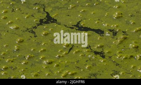 Grüne Wasseroberfläche in einem Teich, der mit Cyanobakterien bedeckt ist. Aufgrund von Eutrophierung. Umweltverschmutzung und ökologisches Konzept Stockfoto