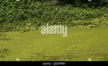 Grüne Wasseroberfläche in einem Teich, der mit Cyanobakterien bedeckt ist. Aufgrund von Eutrophierung. Umweltverschmutzung und ökologisches Konzept Stockfoto