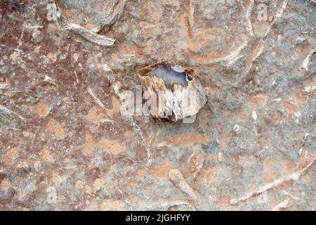 ZHANGJIAKOU, CHINA - 11. JULI 2022 - Baumfossilien werden am Dinosaurier-Fußabdruck-Fossil-Standort im Dorf Lishi, Stadt Guocun, Bezirk Xuanhua, Zhan, gesehen Stockfoto