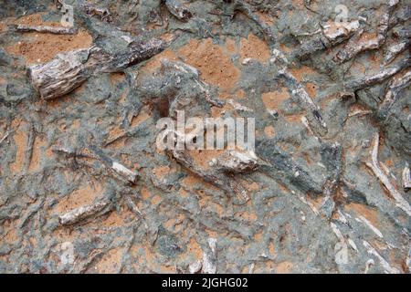 ZHANGJIAKOU, CHINA - 11. JULI 2022 - Baumfossilien werden am Dinosaurier-Fußabdruck-Fossil-Standort im Dorf Lishi, Stadt Guocun, Bezirk Xuanhua, Zhan, gesehen Stockfoto