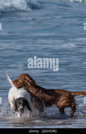 Zwei Sprocker Spaniel-Hunde genießen die Freiheit, am Fistral Beach in Newquay in Cornwall in Großbritannien vor der Bleileine zu laufen. Stockfoto