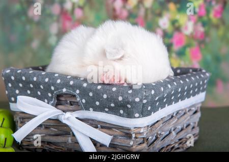 Weißer flauschiger kleiner Samoyed Welpenhund in einem Korb Stockfoto