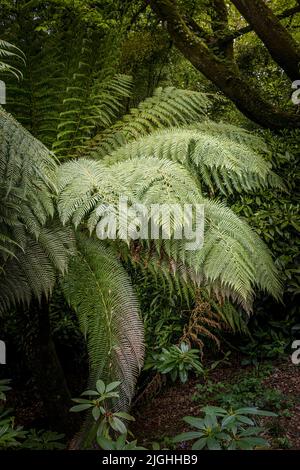 Penjerrick Gardens; Budock Water; Cornwall; Südwesten; West Country; England; Vereinigtes Königreich; Vereinigtes Königreich; Stockfoto