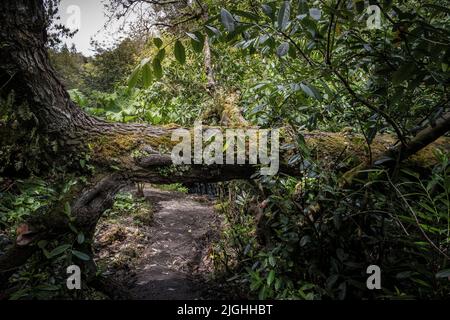 Penjerrick Gardens; Budock Water; Cornwall; Südwesten; West Country; England; Vereinigtes Königreich; Vereinigtes Königreich; Stockfoto