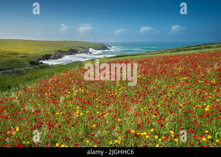 Die spektakulären, schönen Mohn-Felder mit Blick auf Polly Porth joke an der Küste von West Pentire in Newquay in Cornwall in Großbritannien. Stockfoto