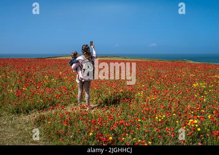 Eine Mutter hält ihr Kleinkind mit einem Smartphone in der Hand, um ein Selfie in einem spektakulären, schönen Mohn-Feld an der Küste von West Pentire in Newquay zu machen Stockfoto