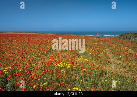 Ein spektakuläres, wunderschönes Mohn-Feld an der Küste von West Pentire in Newquay in Cornwall in Großbritannien. Stockfoto