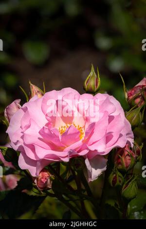 Rose Rosa Glücklicher Ruhestand. Tantoras. In einem Garten in Newquay in Corn wächst eine floribunda buschige Rose mit Trauben von sanft rosa, leicht duftenden Blüten Stockfoto