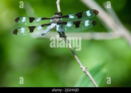 Schwarz-weiß gefleckte Libelle auf Zweig Stockfoto