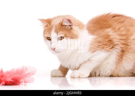 Freundliches Haustier. Fokussierte Katze schaut aufmerksam mit großen gelben Augen auf ein Spielzeug aus rosa Federn, das vor ihm liegt. Isoliert auf Weiß. Seitenansicht. Stockfoto