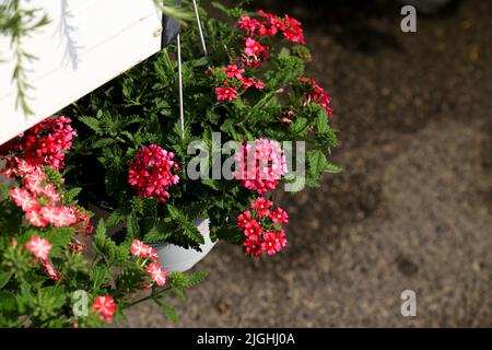 Bunte Verbena Hybrida oder Verbena hortensis im Garten Stockfoto