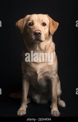 Ganzkörperportrait eines männlichen gelben Labrador Retriever-Hundes, der sitzt und direkt zur Kamera zeigt Stockfoto