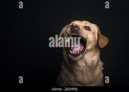 Studiofoto eines gelben Labrador-Retriever-Hundes, der versucht, seine Leckerbissen in der Luft zu fangen und zu essen Stockfoto