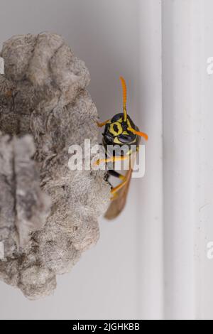 Eine Wespe baut ein Papiernest an einem städtischen Ort innerhalb eines Fensterrahmens Stockfoto