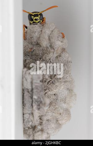 Eine Wespe baut ein Papiernest an einem städtischen Ort innerhalb eines Fensterrahmens Stockfoto