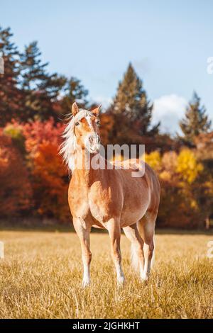 Ein haflingerpferd auf dem Feld an einem sonnigen Herbsttag Stockfoto