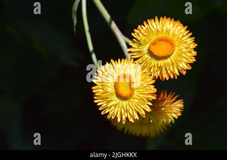 Gelbe Papierblume oder Bougainvillea glabra Stockfoto