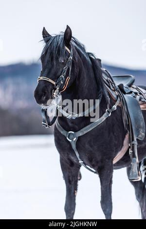 Nahaufnahme des schwarzen Paso Fino Colombiano Pferdes auf dem Feld an einem Wintertag Stockfoto