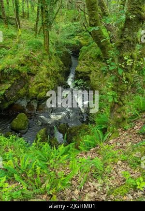 Wasserfall in Wood of Cree, in der Nähe von Newton Stewart in Dumfries & Galloway Stockfoto