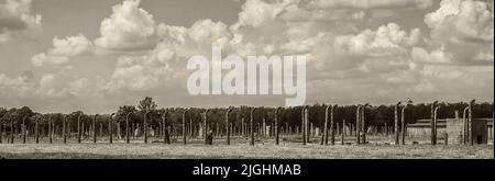 Oświęcim, Polen - Juni 2019: Elektrozaun und rote Ziegelkamine - Überreste von Kasernen im Konzentrationslager Auschwitz-Birkenau. Jüdische Extermina Stockfoto