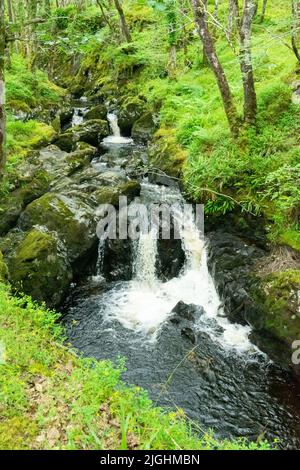 Wasserfall in Wood of Cree, in der Nähe von Newton Stewart in Dumfries & Galloway Stockfoto