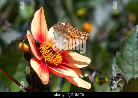 Marmorierte Fritillarschmetterlinge (Brenthis daphne) der Familie Nymphidae auf einer großen exotischen Dahlienblüte Stockfoto